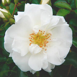 Роза кустовая Вайт Кавер 5 л (grs)